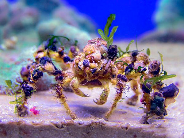 Decorator Crab
