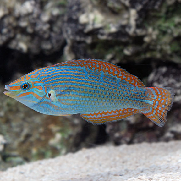 Vrolik's Wrasse, Halichoeres chrysotaenia