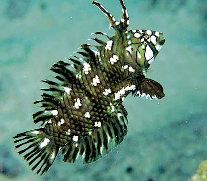 Dragon Wrasse, Novaculichthys taeniourus