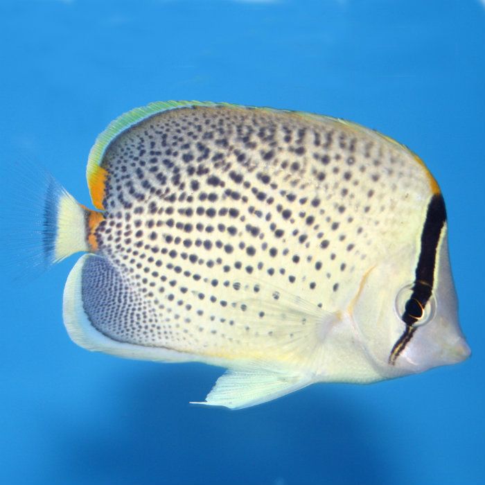Peppered Butterfly, Chaetodon guttatissimus