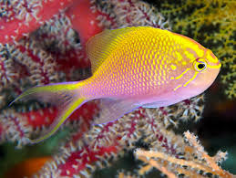 Fat Head Anthias, Serranocirrhitus latus