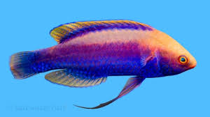 Beau’s Fairy Wrasse, Cirrhilabrus beauperryi