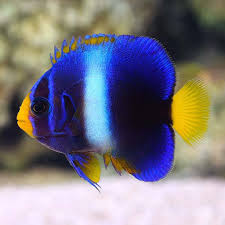 African Angel Fish, Holacanthus africanus