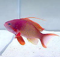 Lyretail Anthias,Pseudanthias squamipinnis