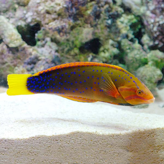 Clown Wrasse, Coris Gaimardm
