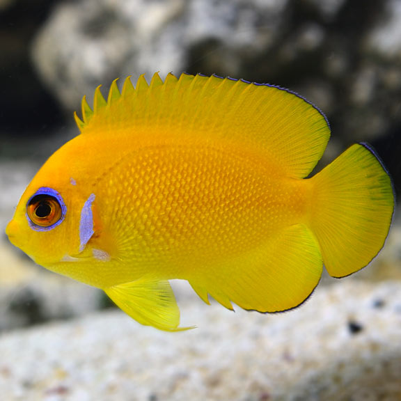 Lemon Peel Angelfish , Centropyge flavissima