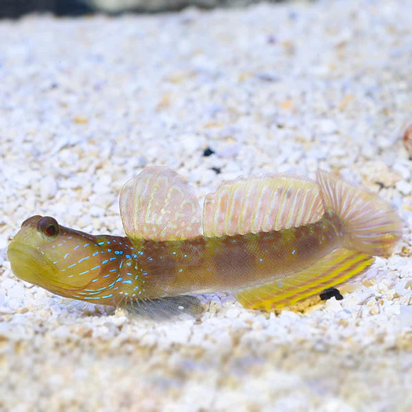 Lagoon Shrimp Goby, Cryptocentrus cyanotaenia