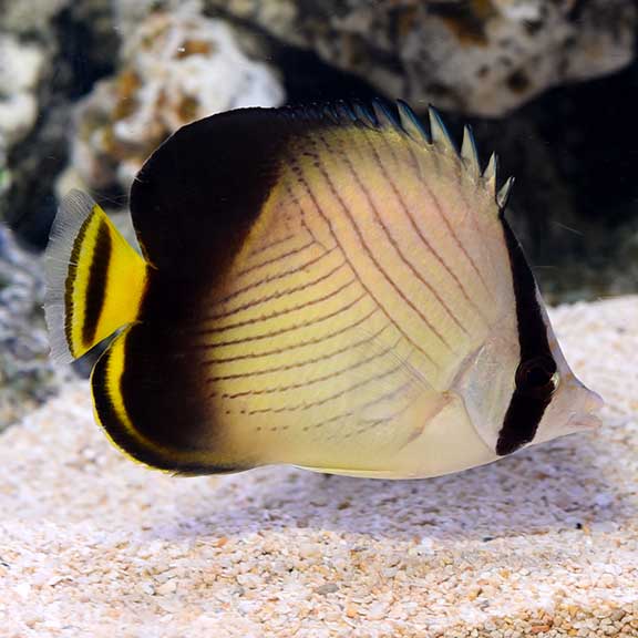 Indian Vagabond Butterflyfish, Chaetodon decussatus