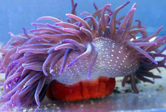 Neon Purple Long tentacle anemone, Macrodactyla doreensis