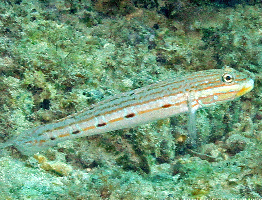 Longfin Sleeper Goby, Valenciennea longipinnis