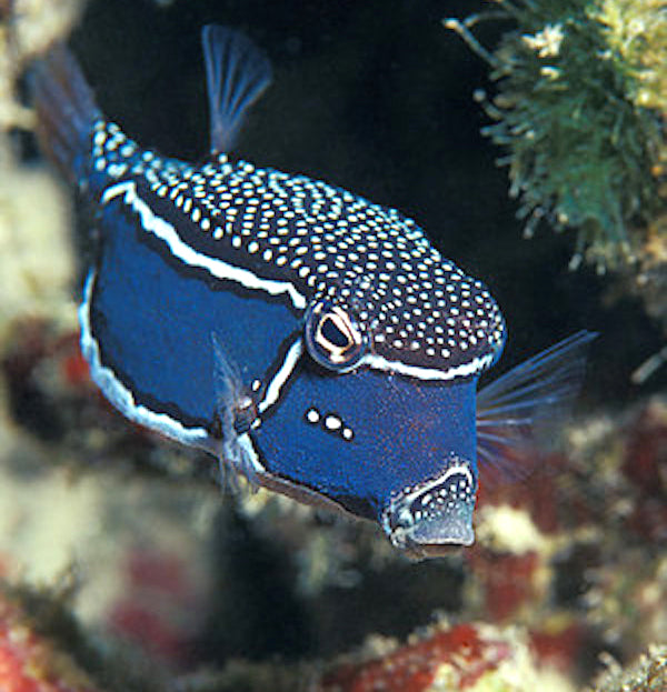 Whitley's Boxfish, Ostracion whitleyi