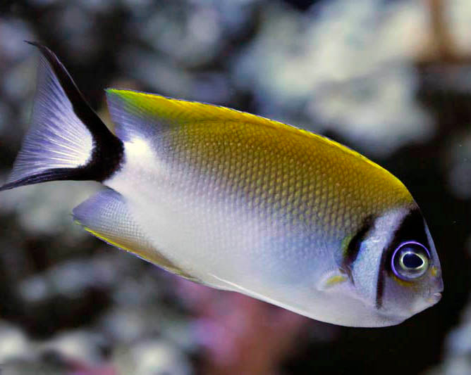 Japanese Masked Swallowtail Angel Fish, Genicanthus semifasciatus
