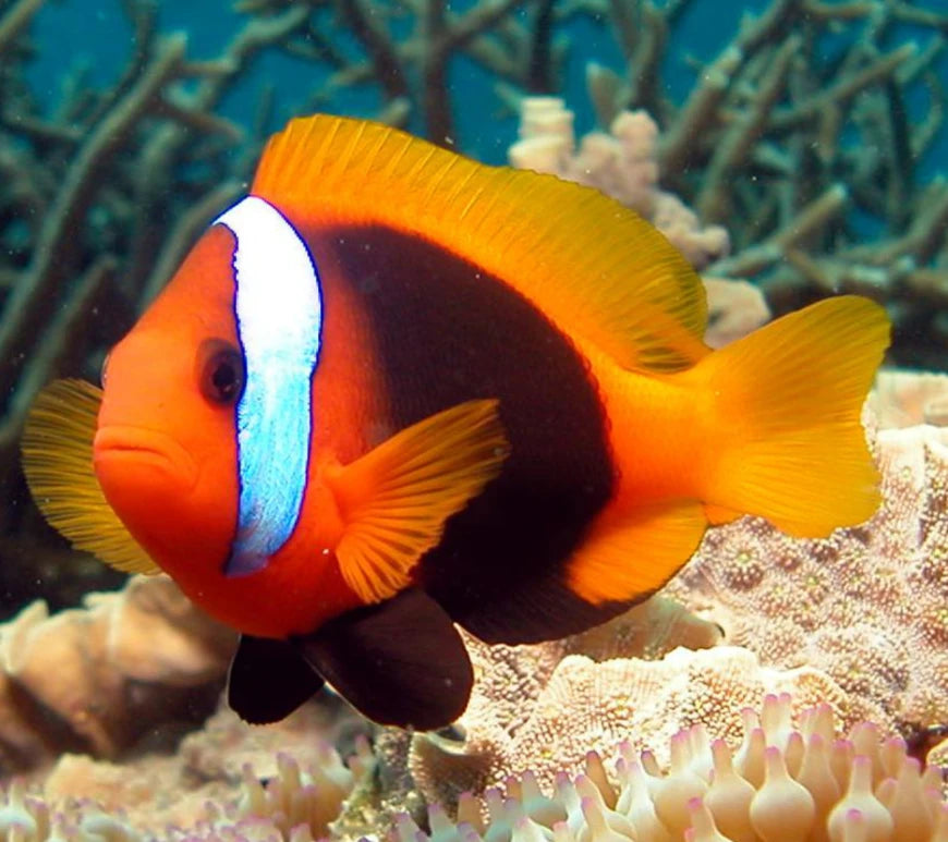 The Teak Clownfish, Amphiprion melanopus (adult pair)