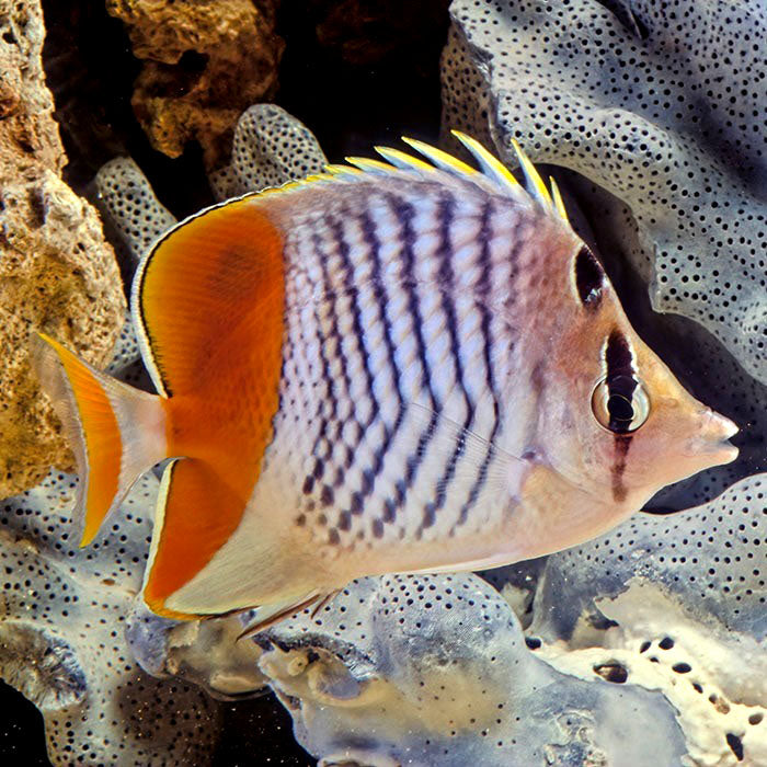 Merten's Pearlscale Butterflyfish, Chaetodon mertensii