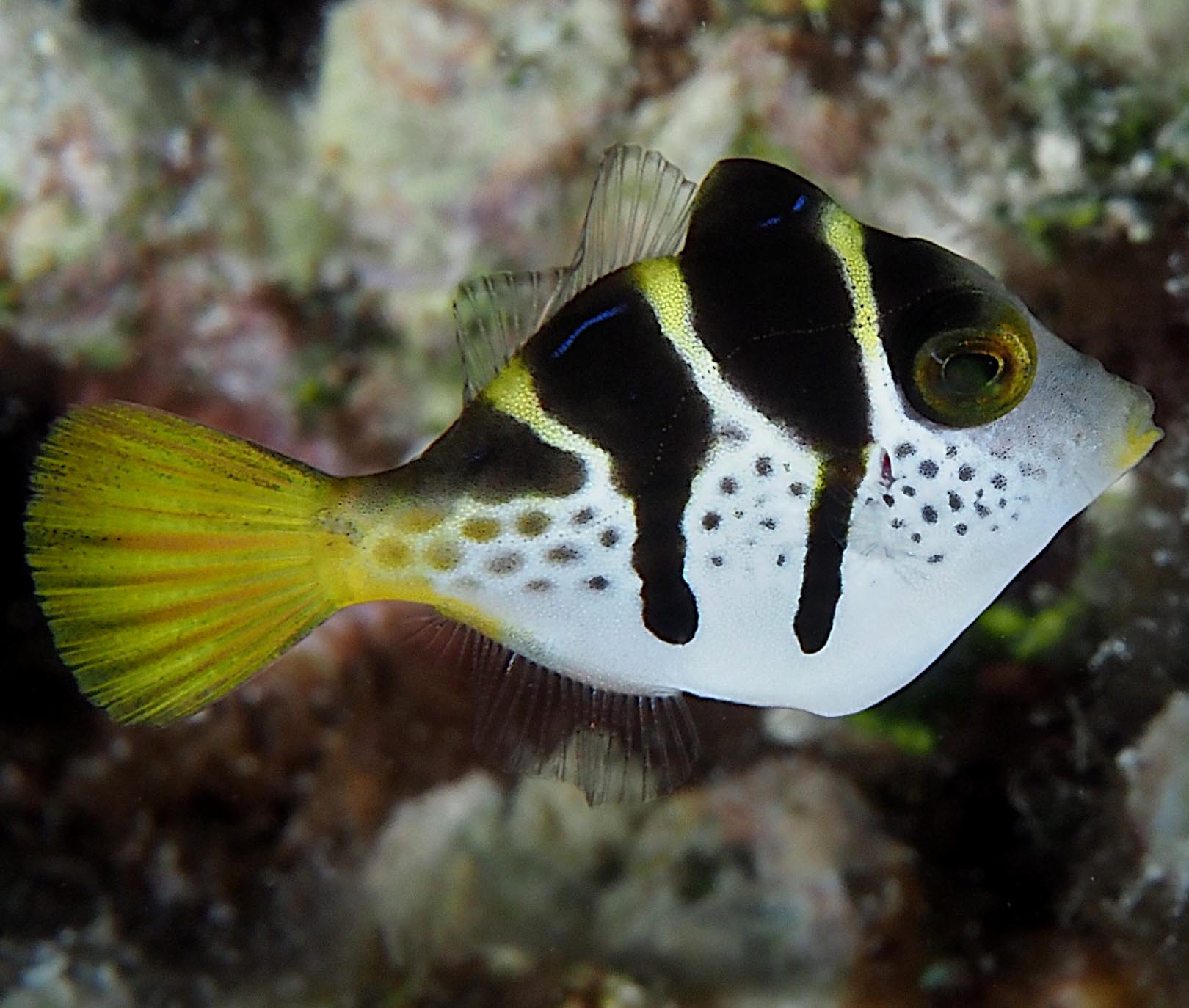Mimic Filefish, Paraluteres prionurus – The Reef Experience