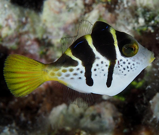 Mimic Filefish, Paraluteres prionurus