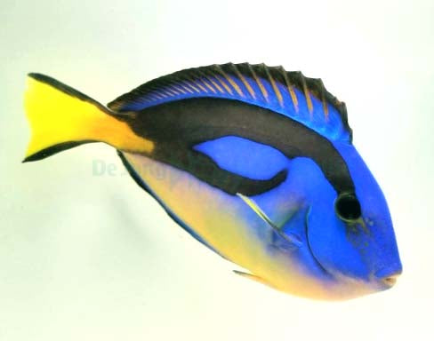 Yellow Belly Regal Blue Tang, Acanthurus Hepatus (Yellow) XL
