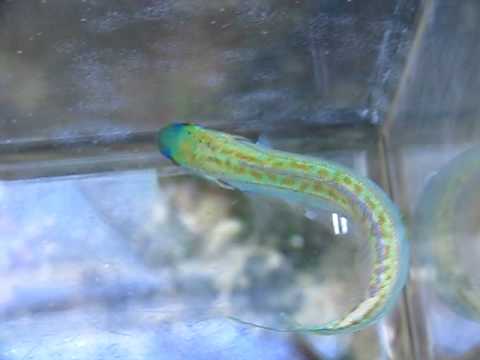Flashing Tilefish, Hoplolatilus chlupatyi