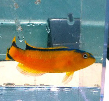 Black Margin Dottyback, Pseudochromis tapeinosoma