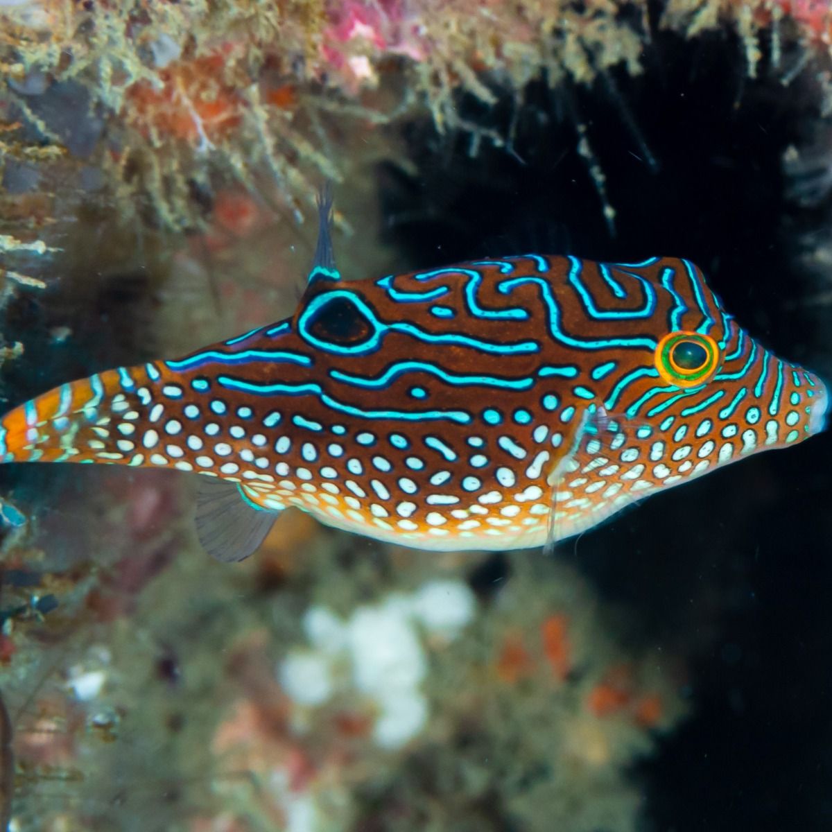 Blue Spotted Puffer, Canthigaster solandri