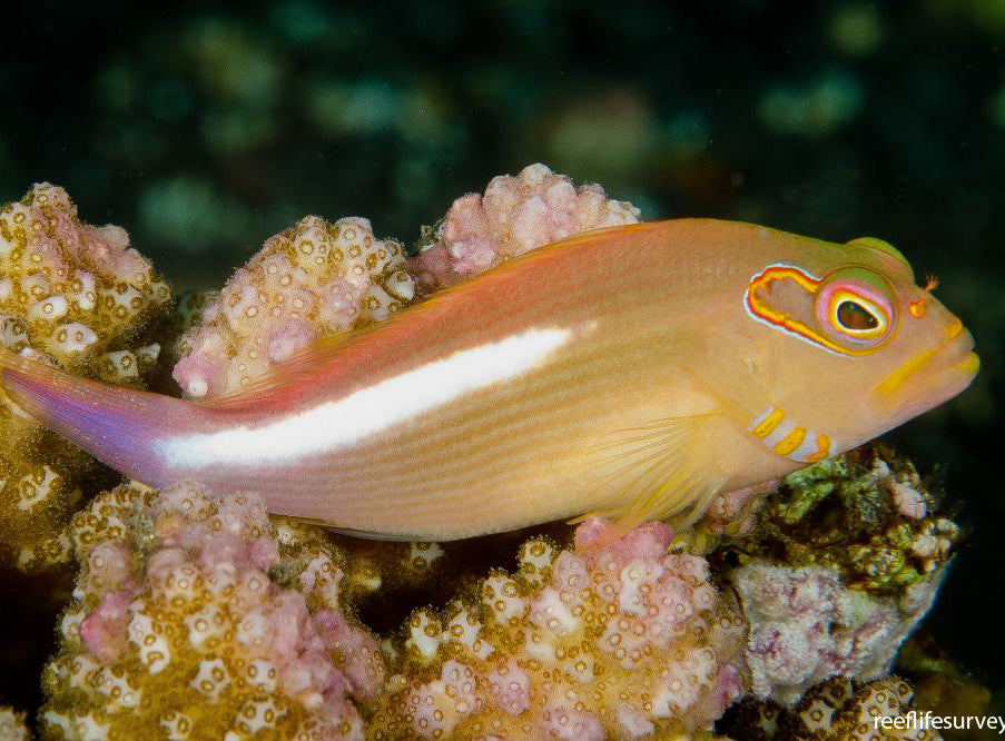 Arc Eye Hawkfish, Paracirrhites arcatus
