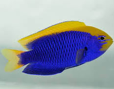 Starcki Damsel, Chrysiptera starcki