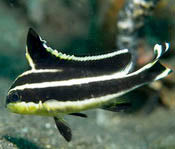 Yellow Hi Fin Sweetlips, Diagramma pictum