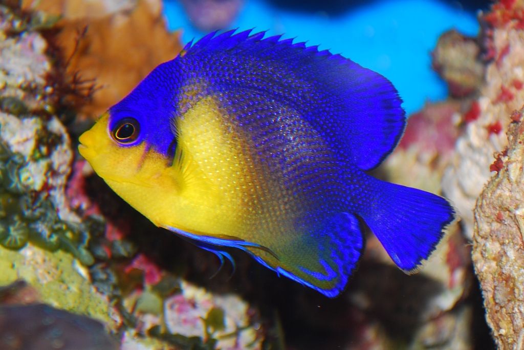 VENUSTUS PYGMY ANGEL, PARACENTROPYGE VENUSTUS