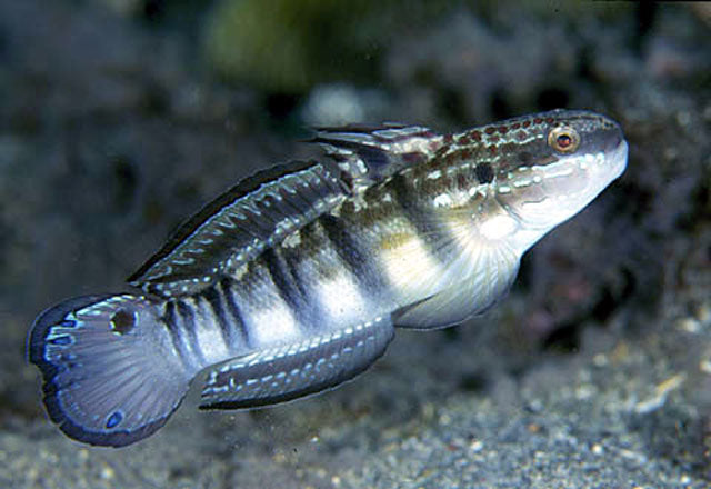 Whitebarred bullet Watchman Goby, Amblygobius phalaena
