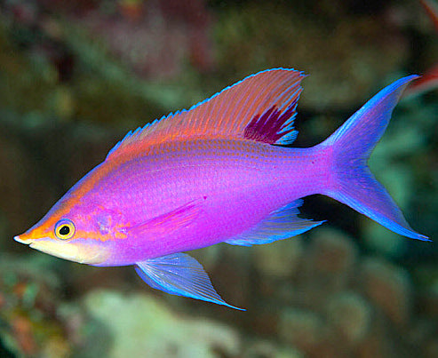 Purple Queen Anthias, Pseudanthias tuka