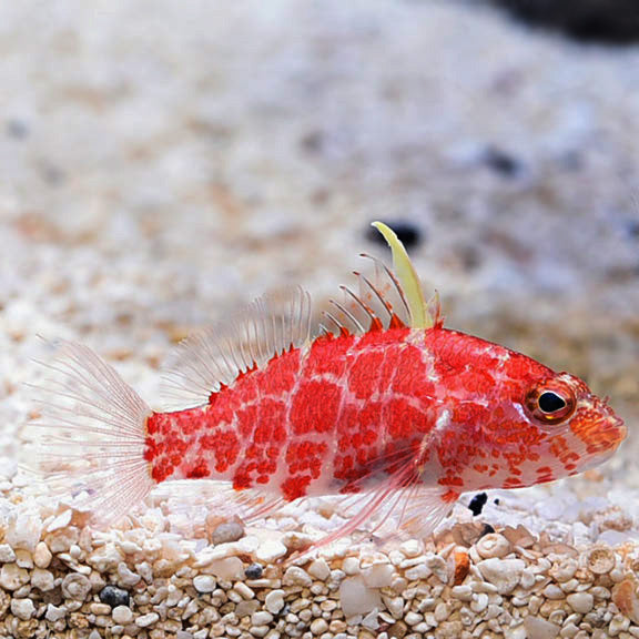 Hi Fin Checker Hawkfish, Plectranthias inermis