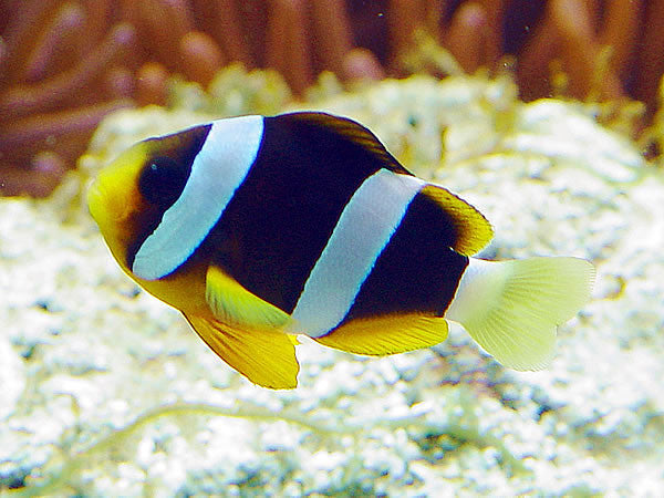 Clarkii Clownfish, Amphiprion clarkia. (Adult pair)
