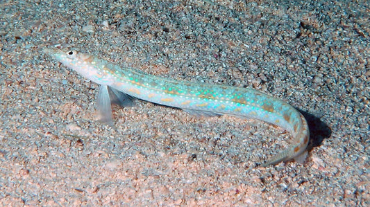 Blue Spot Sanddiver, Trichonotus setigerus