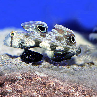 Two Spot Goby (Signigobius biocellatus)