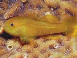 Yellow Prickly-head Goby, Paragobiodon Xanthosomus