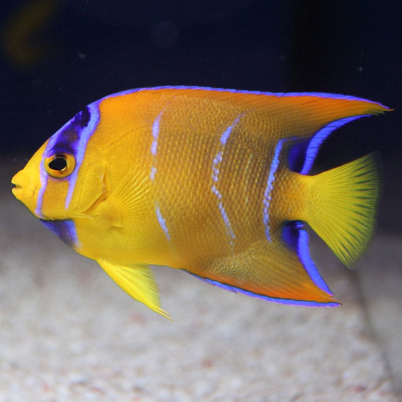 True Queen Angelfish, Holacanthus ciliaris