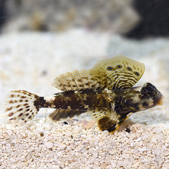 Scooter Blenny Neosynchiropus ocellatus.