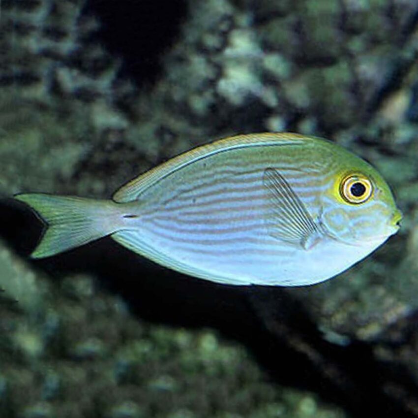Round Face Tang, Acanthurus mata