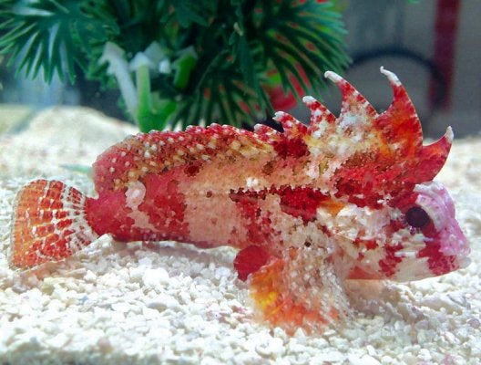 Red Rooster Wasp (Scorpaenodes spp)