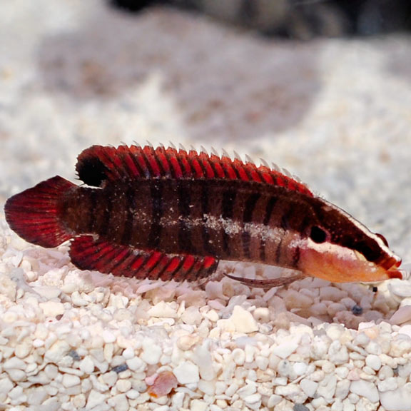 Banded Longfin, Belonepterygion fasciolatum