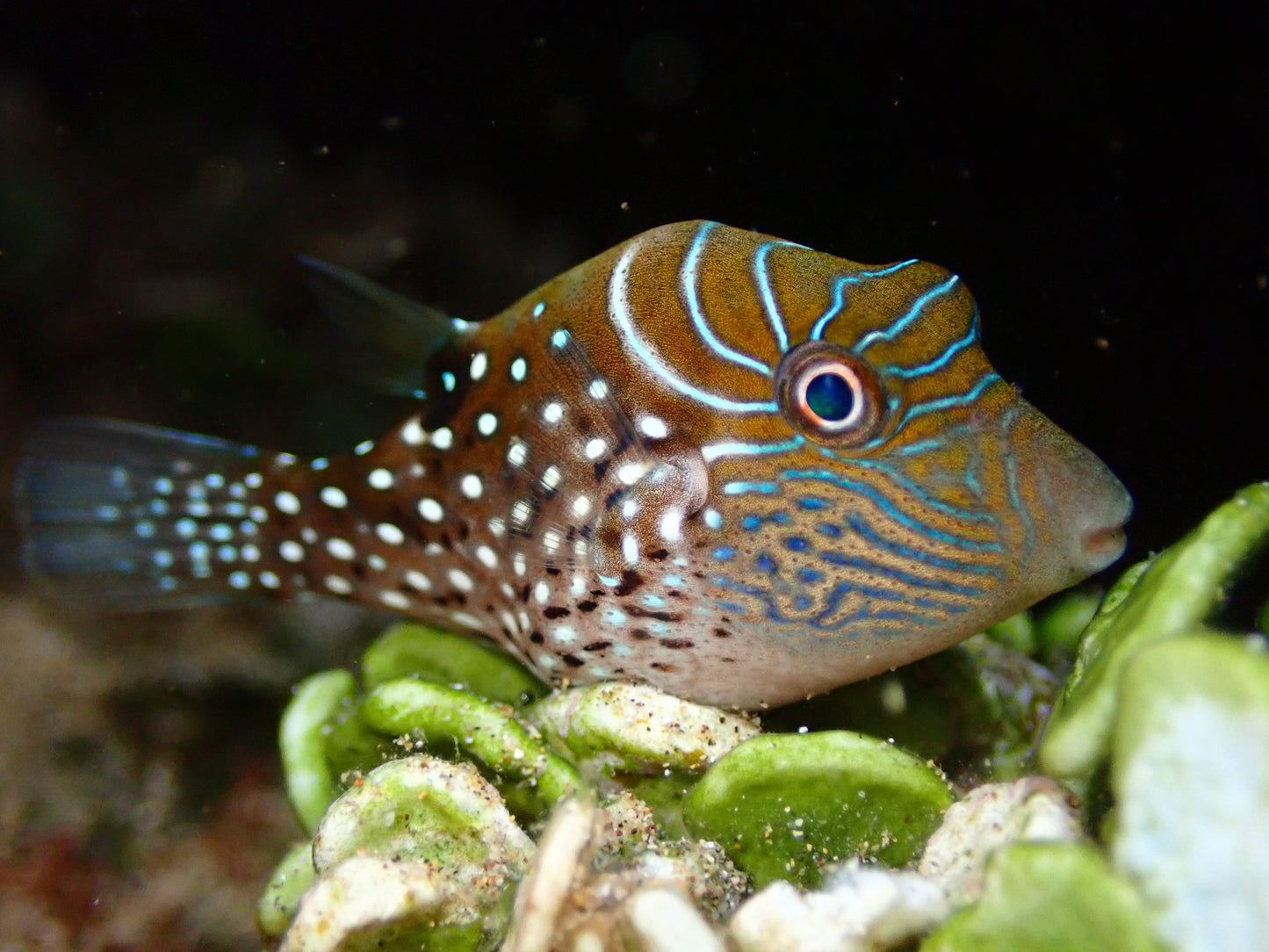 Spider-eye puffer, Canthigaster amboinensis