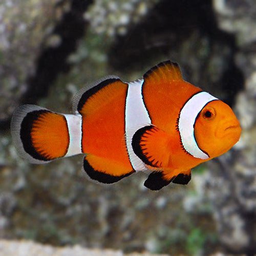 Common Clownfish, Amphriprion Ocellaris tank bred