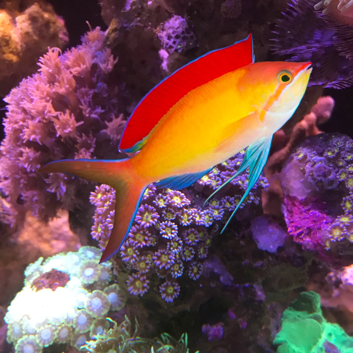 Dispar Anthias, Pseudanthias dispar