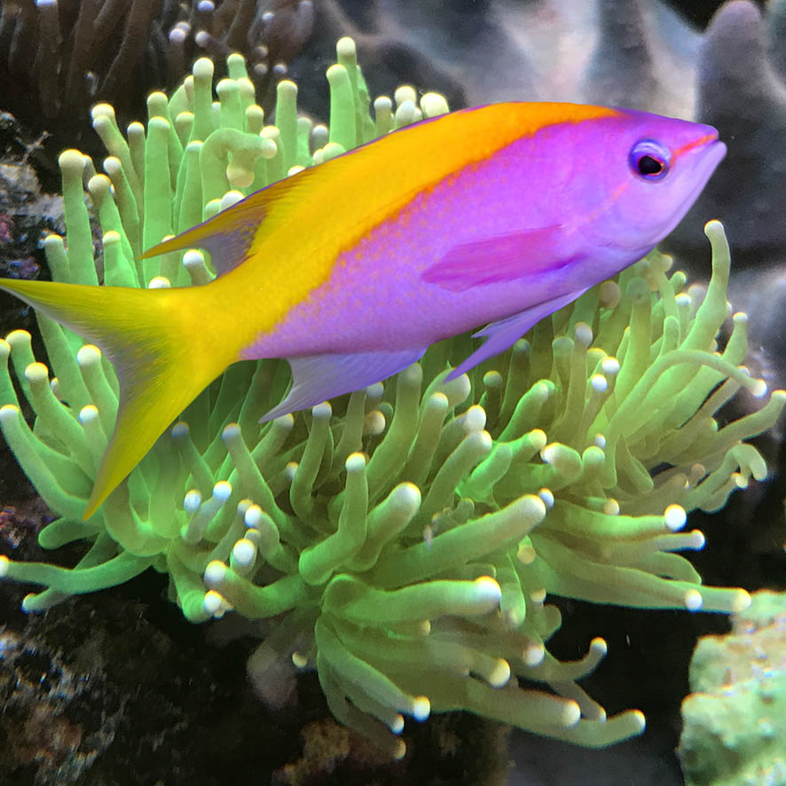 Evansi Anthias, Pseudanthias evansi