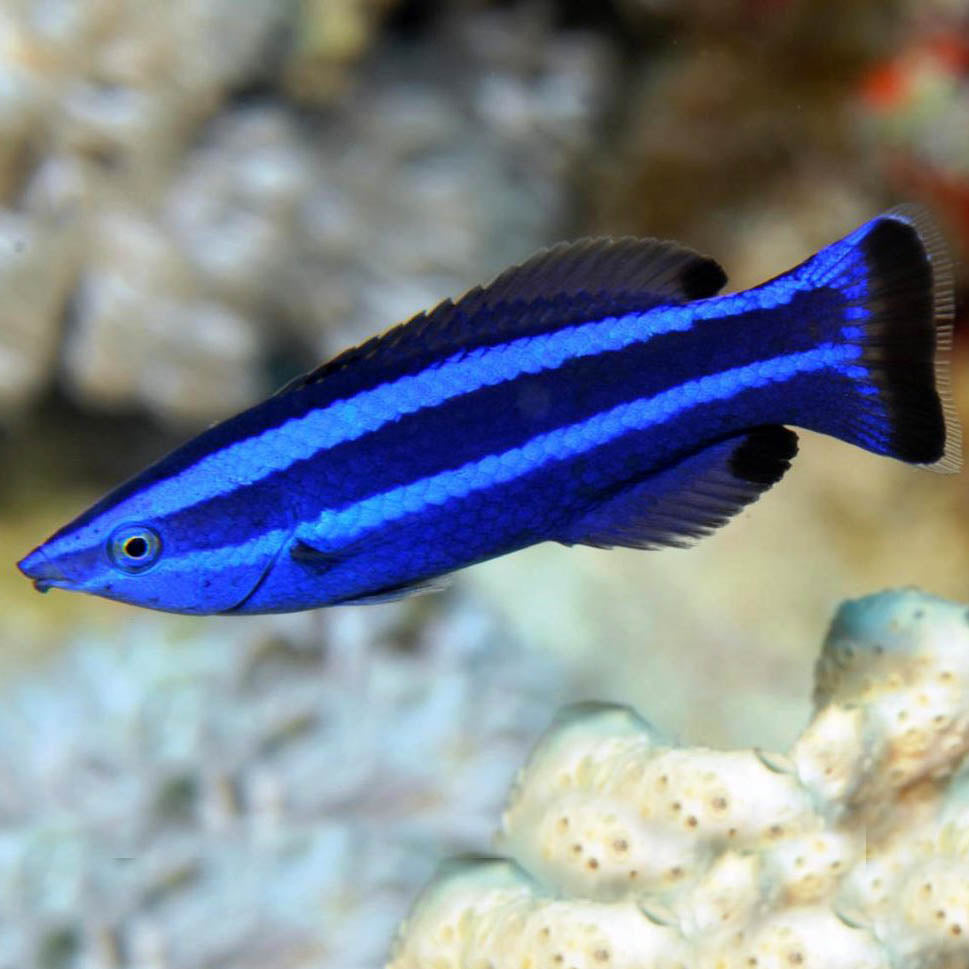 Red Sea Cleaner Wrasse Larabicus quadrilineatus The Reef Experience