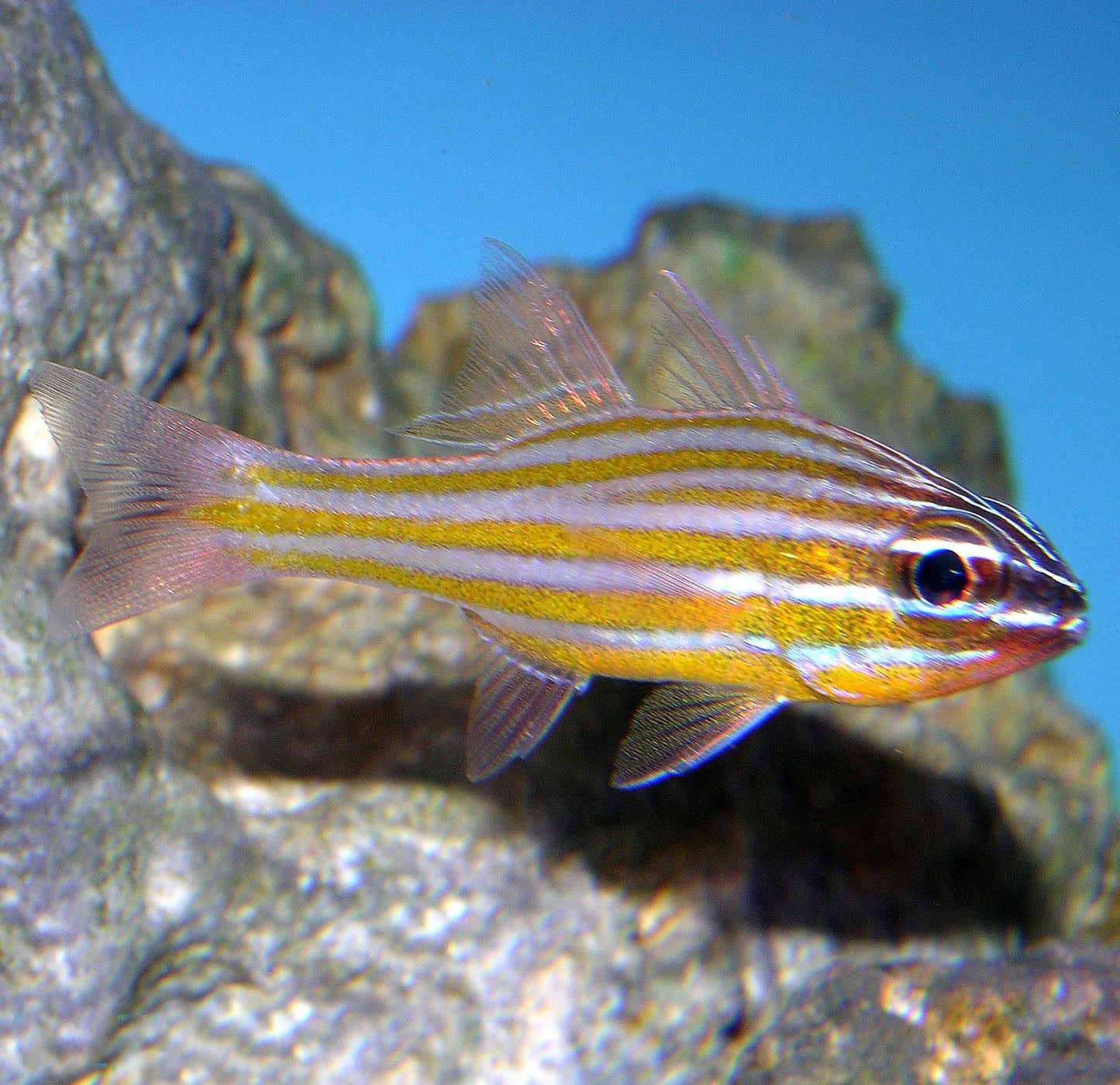Yellow striped Cardinalfish, Ostorhinchus cyanosoma (shoal of 5)