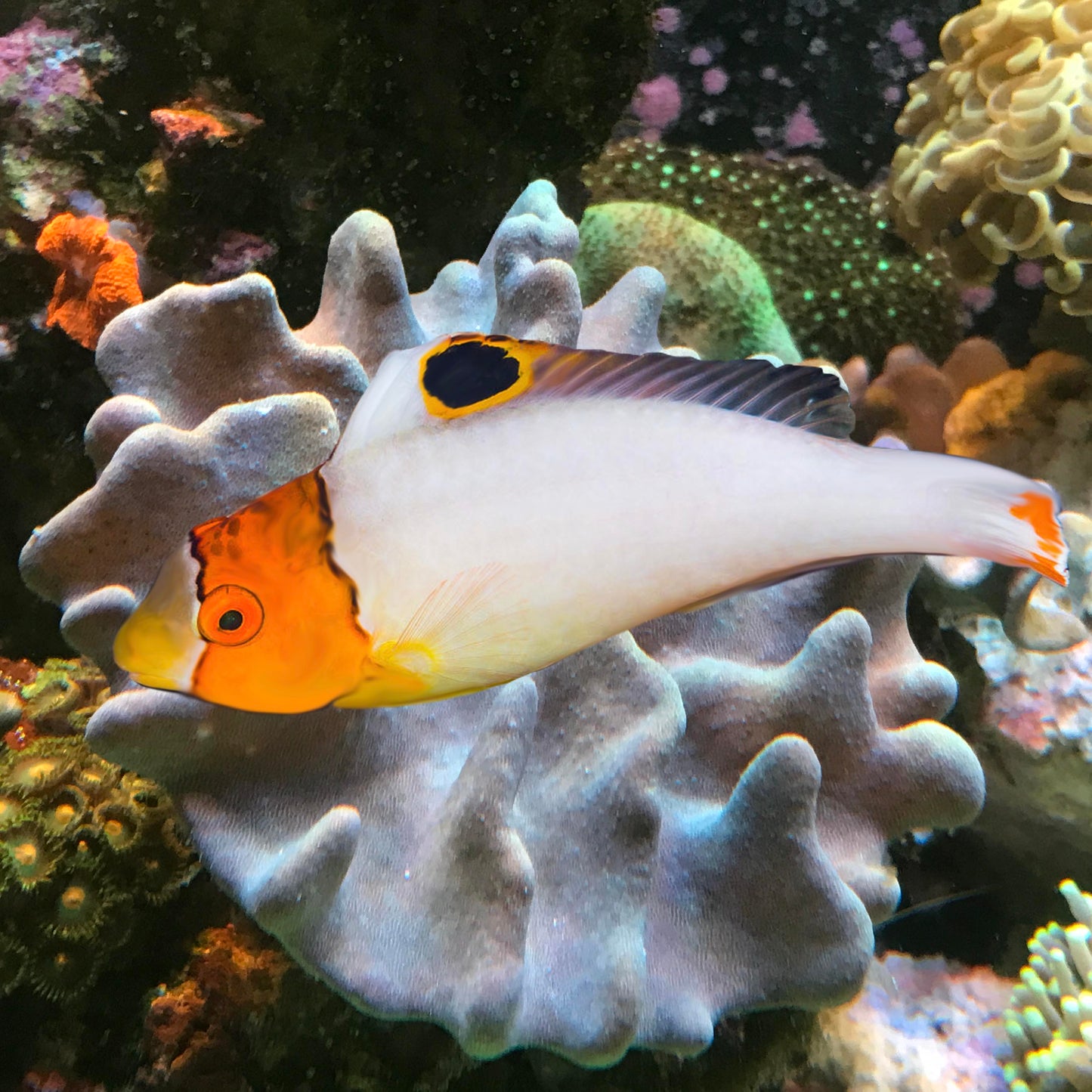 Clown Parrot, Cetoscarus bicolor