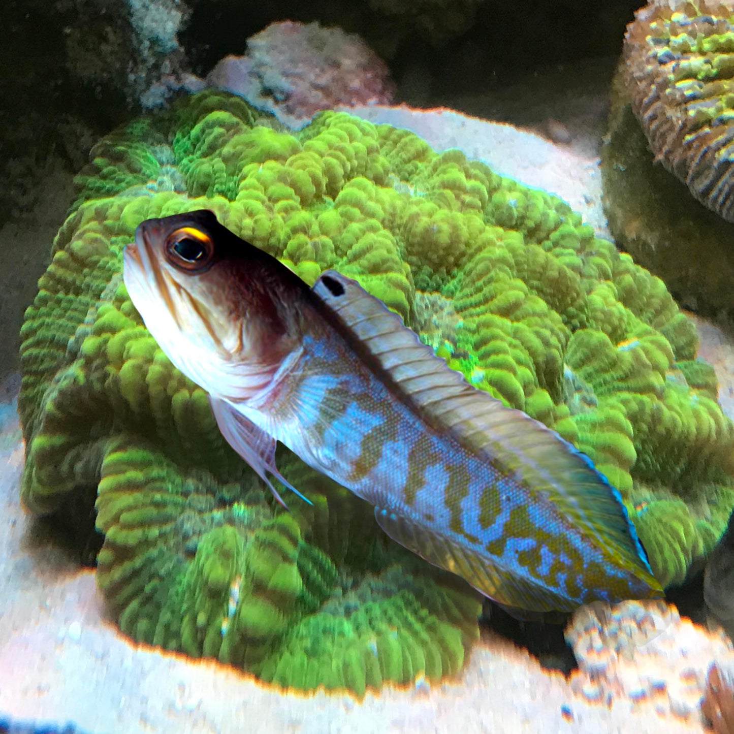 Tiger Jawfish, Opistognathus Sp.