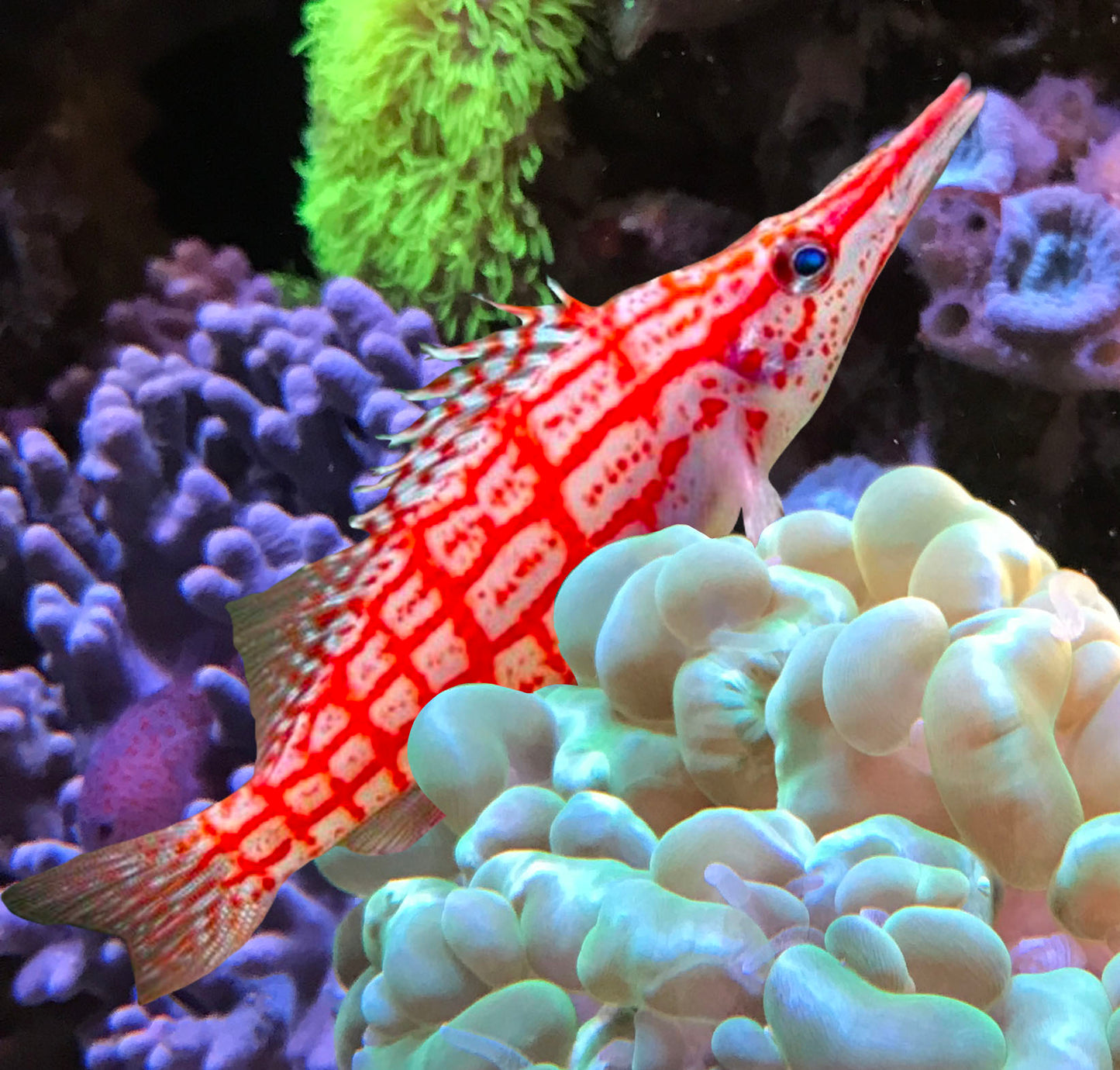 Longnose Hawkfish. Oxycirrhites typus