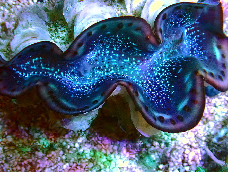 Maxima Clam Ultra, Tridacna maxima